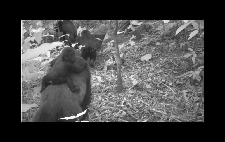 Las insólitas imágenes familiares del gorila más difícil de ver en el mundo