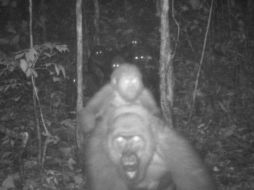 Se usaron cámaras nocturnas para ver a este esquivo primate. WCS Nigeria