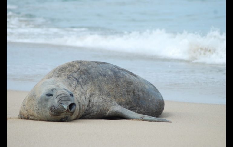 El mamífero es macho, tiene un peso aproximado de 500 kilos y se encuentra pasando a la adultez. CORTESÍA/Paulina Vidriales