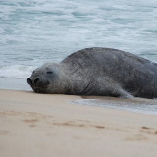Elefante marino permanece en playas de Nayarit