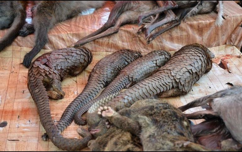 La carne de pangolín es muy apreciada en el mercado asiático. AFP/ARCHIVO