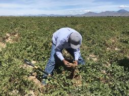 Los sectores que presentan crecimiento anual en puestos de trabajo son agropecuario, servicios sociales y comunales. EFE / ARCHIVO