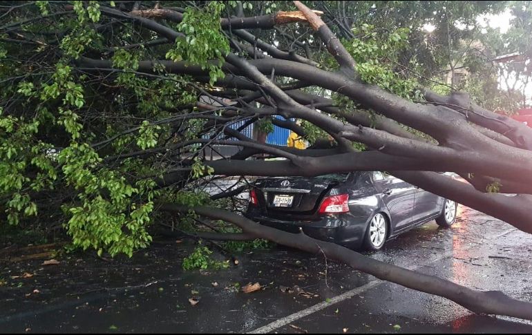 Informaron la caída tres árboles sobre la avenida Mariano Otero, al cruce de la calle Primavera sobre un vehículo, al cruce con Trueno y otro más en el cruce de la avenida Washington. EL INFORMADOR / C. Lemus