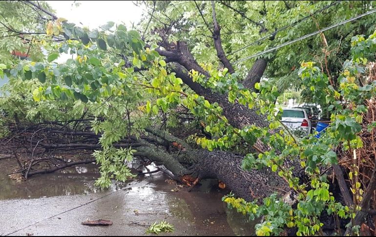 EL INFORMADOR / C. Lemus