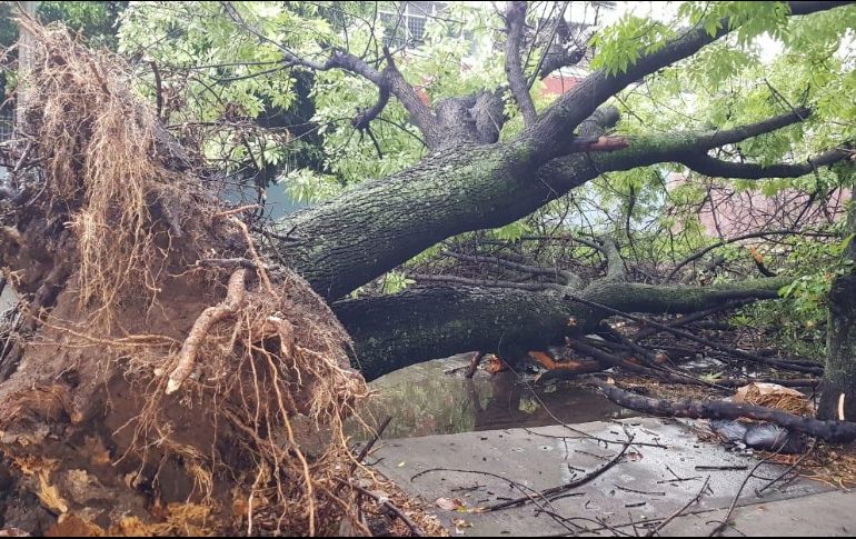 EL INFORMADOR / C. Lemus