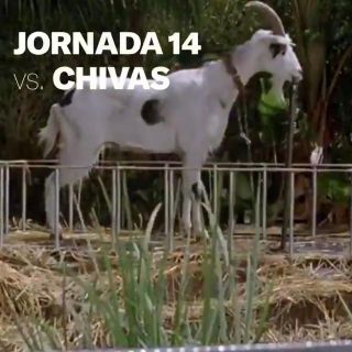 El creativo calendario del Atlas para el Guard1anes 2020