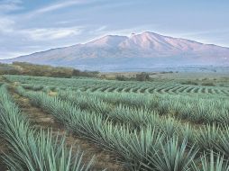 Agaves. El paisaje, una joya visual. ESPECIAL