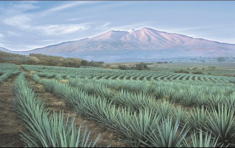 Agaves. El paisaje, una joya visual. ESPECIAL