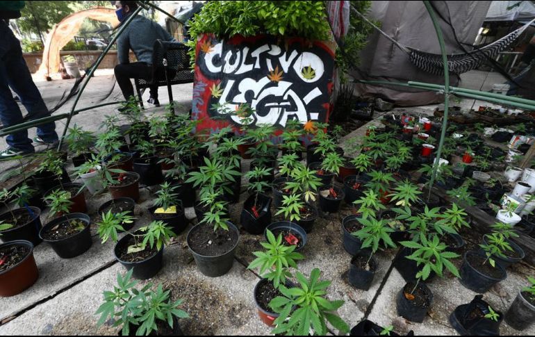 Con un sembradío de cannabis, el movimiento presiona al Senado para una ley conforme a lo señalado por la SCJN. SUN/D. Sánchez