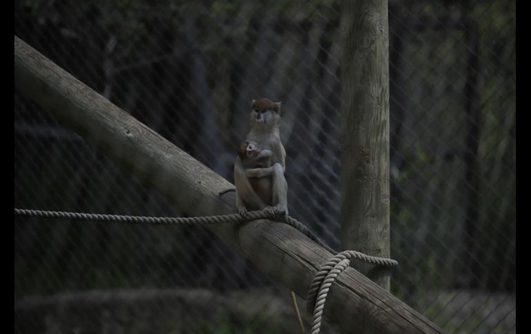 EL INFORMADOR/F. Atilano