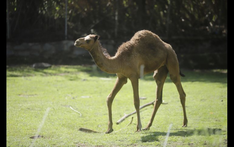 EL INFORMADOR/F. Atilano