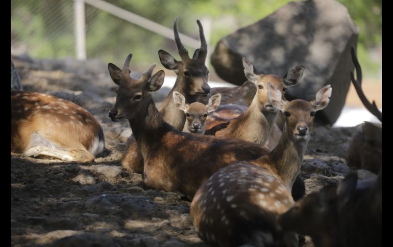 EL INFORMADOR/F. Atilano