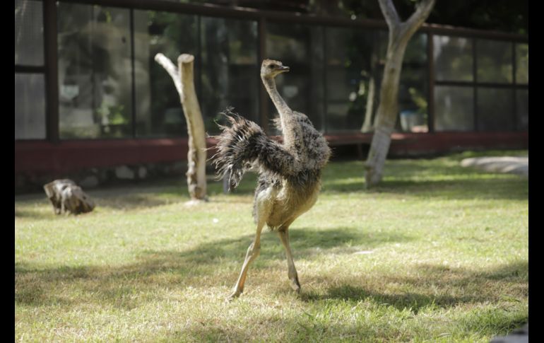 EL INFORMADOR/F. Atilano