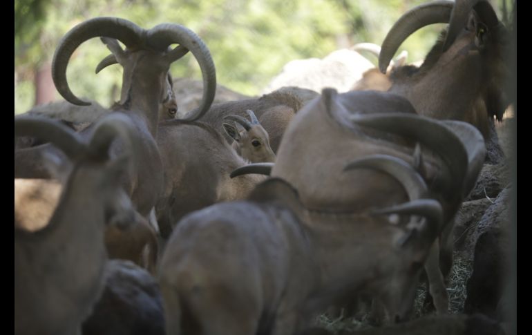 EL INFORMADOR/F. Atilano