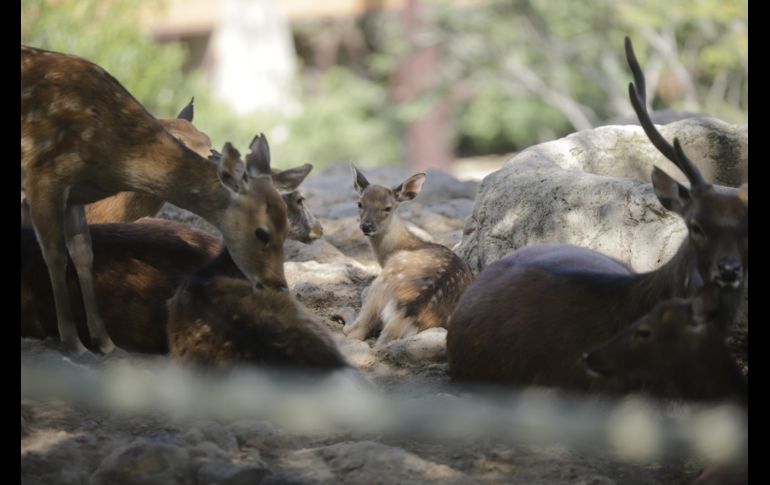 EL INFORMADOR/F. Atilano