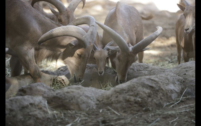 EL INFORMADOR/F. Atilano