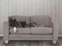 Un libro que complementa la bibliografía canina con énfasis en analizar la compleja relación entre animales y humanos es “Pets”.