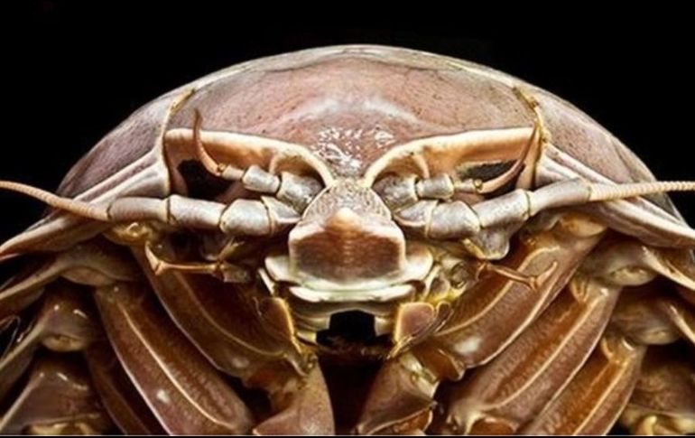 El Bathynomus raksasa se encuentra entre las ocho especies conocidas de isópodos supergigantes. LIPI