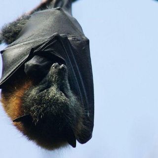 Tratamiento del covid-19 | Cómo develar los secretos de la inmunidad de los murciélagos puede ayudarnos a combatir el coronavirus