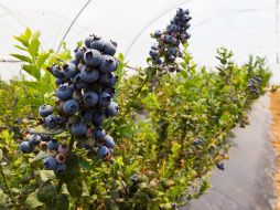 La mayor parte de la producción de Bloom Farms se vende a Estados Unidos y a países de Europa y Asia. EL INFORMADOR/Archivo