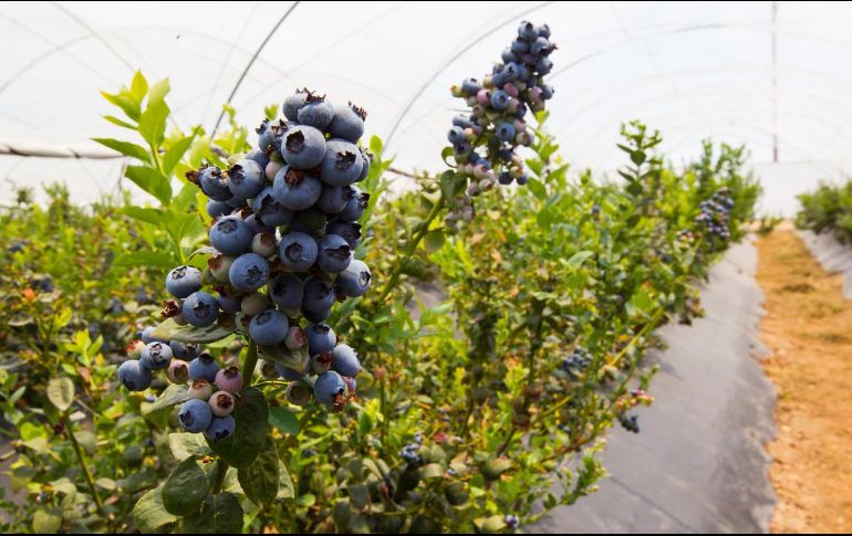 La mayor parte de la producción de Bloom Farms se vende a Estados Unidos y a países de Europa y Asia. EL INFORMADOR/Archivo