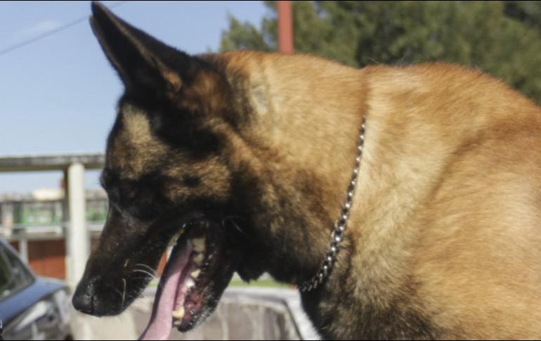 Familiares del perro señalan que una prueba de sangre que le hicieron, indicaban que el can probablemente tenía cáncer. EL INFORMADOR / ARCHIVO