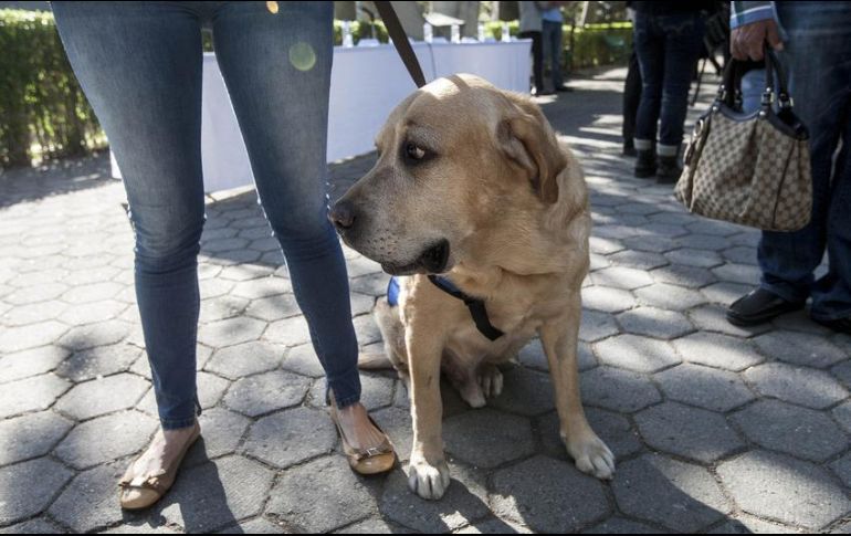 Hasta el momento, no hay evidencia que indique que las mascotas desempeñen un papel significativo en la propagación del virus. EL INFORMADOR/ARCHIVO