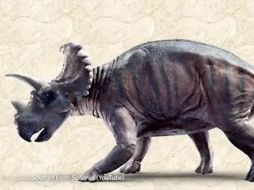 Este herbívoro con cuernos vivió hace 76 a 77 millones de años. Este herbívoro con cuernos vivió hace 76 a 77 millones de años. ESPECIAL / McMaster University