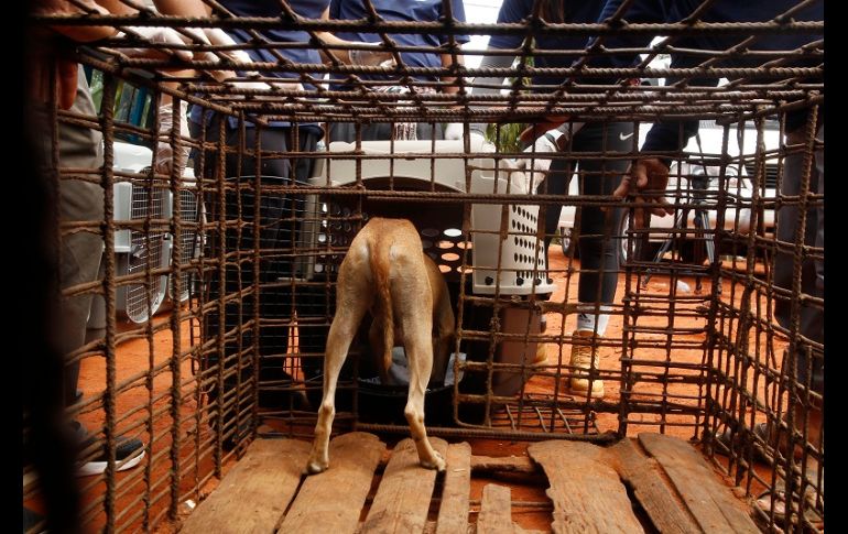 Los defensores de animales llevaron a los 15 perros que estaban enjaulados en el matadero a un refugio animal en Nom Pen. AP/H. Sinith
