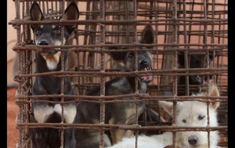 Fotografía cedida por la agencia Andina que muestra al presidente de Perú, Martin Vizcarra (i), mientras toma juramento a Walter Martos (d) como presidente del Consejo de Ministros. EFE/Andina