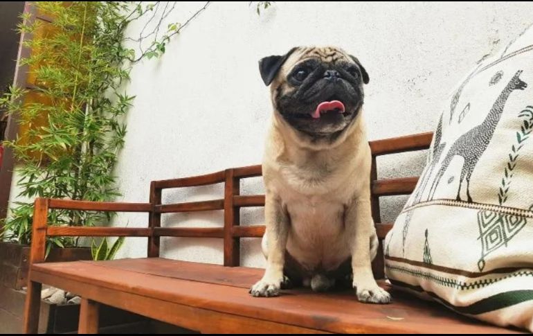 El respeto, el cariño, el amor y el afecto que manifestamos hacia nuestra mascota son esenciales para generar una sana convivencia. EL INFORMADOR / ARCHIVO