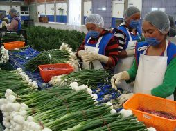 Las ventas agroalimentarias al exterior tuvieron un repunte de 4.26 % —en su comparativo anual— para ubicarse en los 20 mil 683 millones de dólares. EFE/Sader