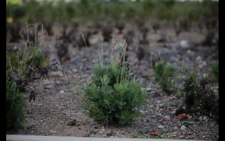 EL INFORMADOR/F. Atilano