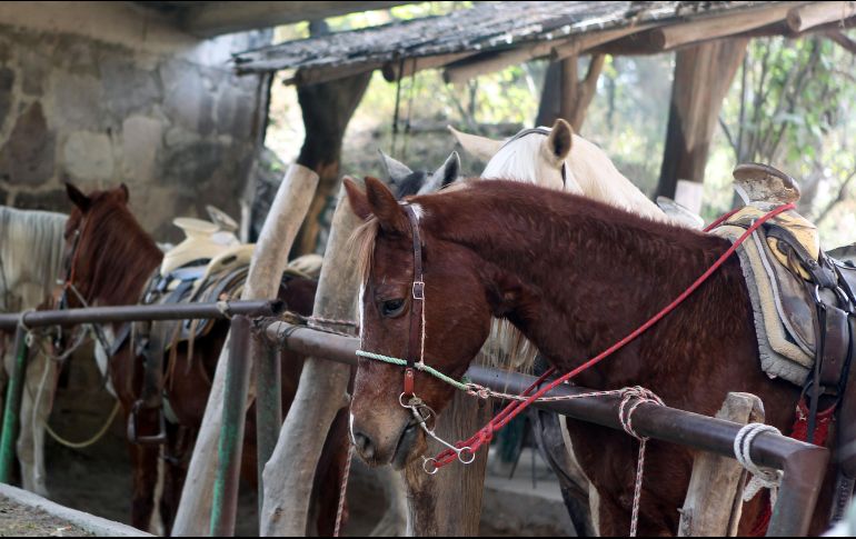 Para alimentar un equino se necesitan 150 pesos diarios, lo que da cuatro mil 500 pesos mensuales. EL INFORMADOR/ARCHIVO
