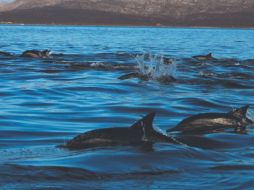 Riqueza. Esta zona es el hábitat de una amplia variedad de fauna. EL INFORMADOR/F. GONZÁLEZ