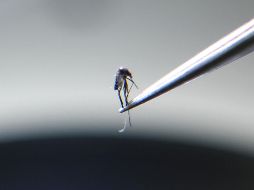 La presencia del mosquito en las casas, combinada con el confinamiento por la pandemia de COVID-19, aumenta la posibilidad de que se presenten infecciones. AFP/ARCHIVO