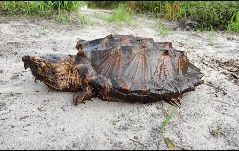 Esta especie de tortuga sólo se da en esos dos estados de EU. FACEBOOK / Instituto de Investigación de Pesca y Vida Silvestre de FWC