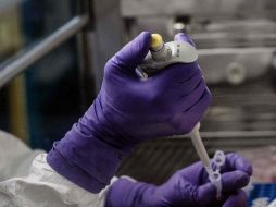 Si los resutados son concluyentes, lanzarán ensayos de fase 2 y 3. AFP/ARCHIVO