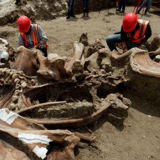 Hallazgos de fósiles se triplican en Santa Lucía