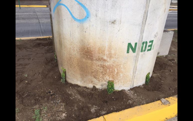 Por tercera ocasión ciudadanos plantan enredaderas en pilares de la Línea 3