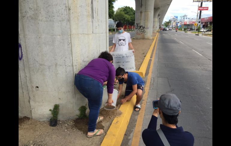 Por tercera ocasión ciudadanos plantan enredaderas en pilares de la Línea 3