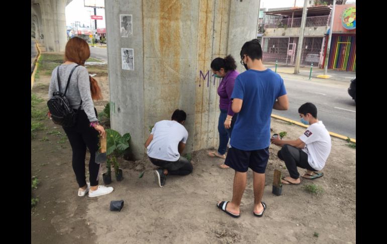 Por tercera ocasión ciudadanos plantan enredaderas en pilares de la Línea 3
