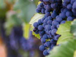Los viñedos forman parte del paisaje en Parras, una maravilla para los sentidos. ESPECIAL