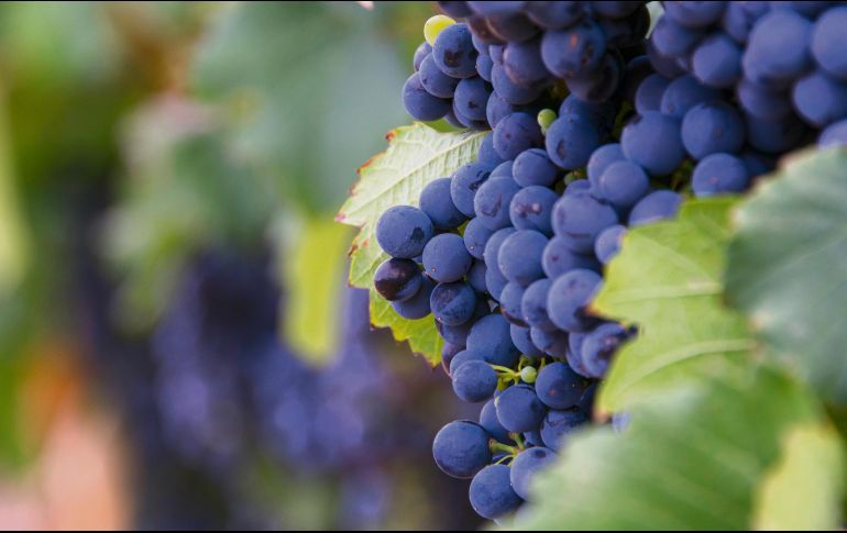 Los viñedos forman parte del paisaje en Parras, una maravilla para los sentidos. ESPECIAL