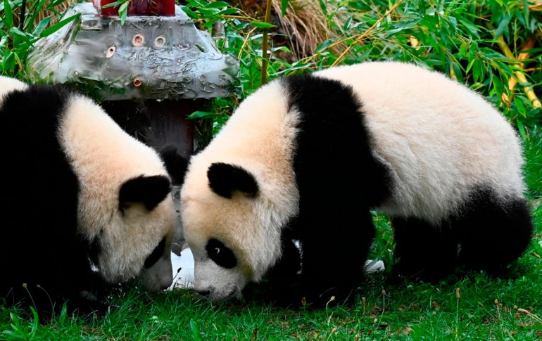 Los pandas inspeccionan el pastel de hielo.  AFP / T. Schwarz