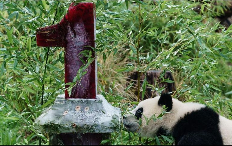 El pastel está hecho con jugo de remolacha, manzanas, batatas y bambú, y decorado con una porción de nieve. EFE / C. Bilan