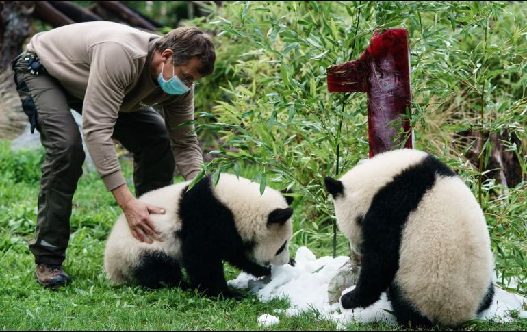 Los cuidadores del zoológico les llevaron el lunes un pastel helado con la forma de la figura 1. EFE / C. Bilan