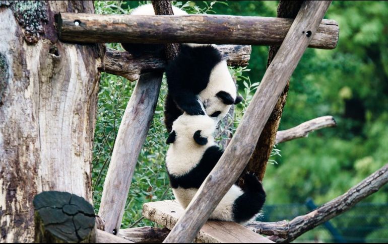 Los cachorros, que pesaron menos de 200 gramos al nacer, ahora pesan casi 28 kilos. EFE / C. Bilan