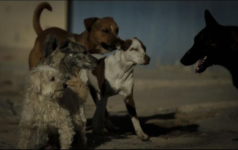 El perro fue sacrificado horas después por empleados del cuidado de animales del citado condado. EL INFORMADOR / ARCHIVO