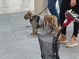 El caso del tigre en un centro comercial se ha viralizado en las últimas horas en el país. TWITTER